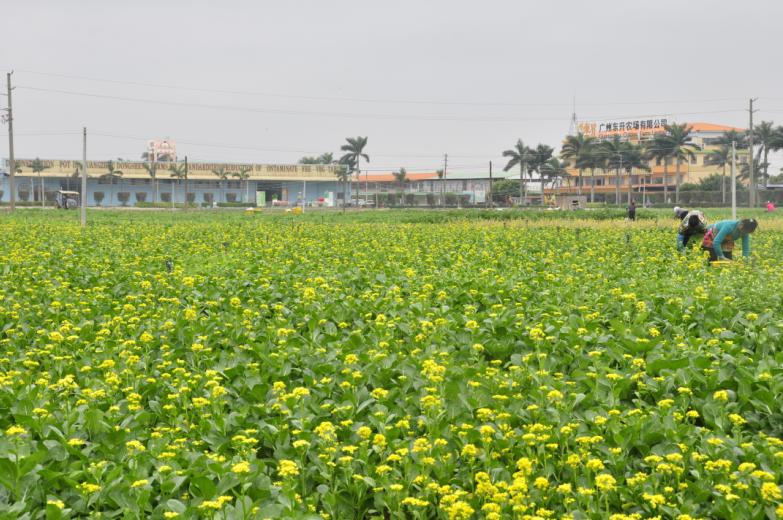 广州东升农场有限公司