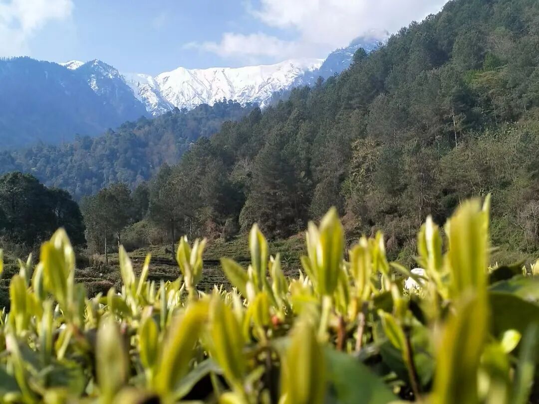 来自“西藏小江南”的“圳品”好茶，让你一口爱上雪域风味