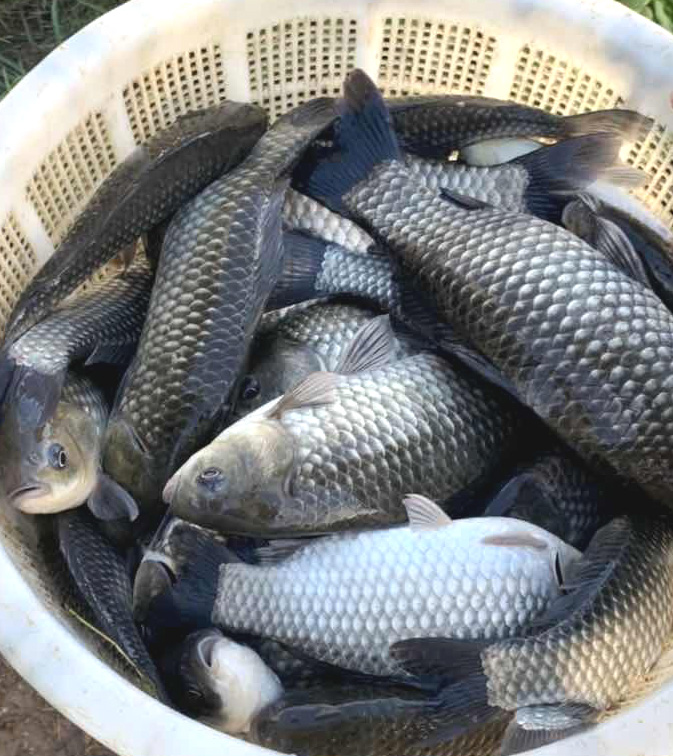 鲫鱼