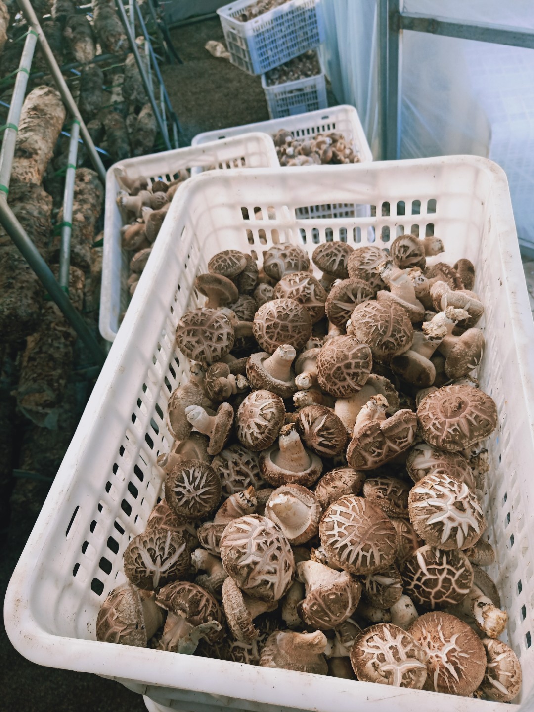 韦禾牌鲜香菇